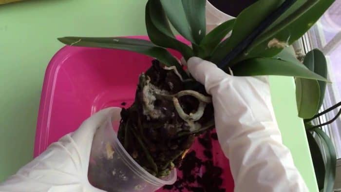 извлечение орхидеи из стаканчика