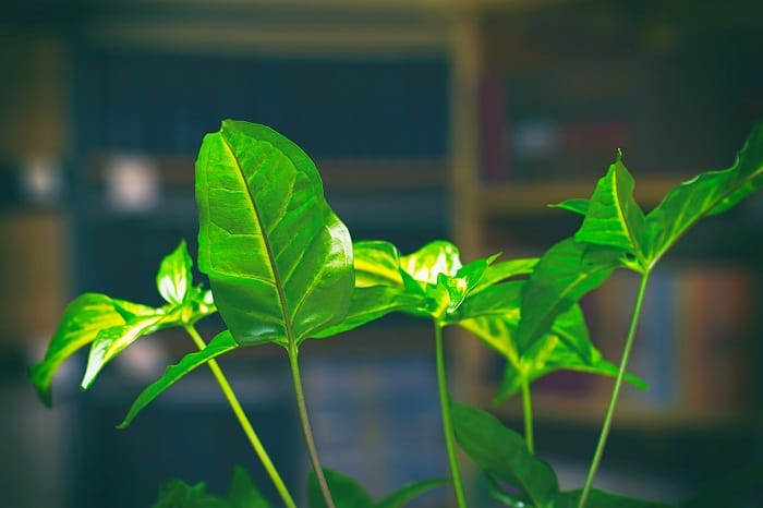 Как ухаживать за ароидными растениями в домашних условиях