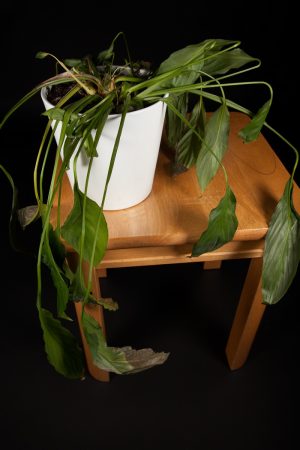 Почему у спатифиллума сохнут листья?