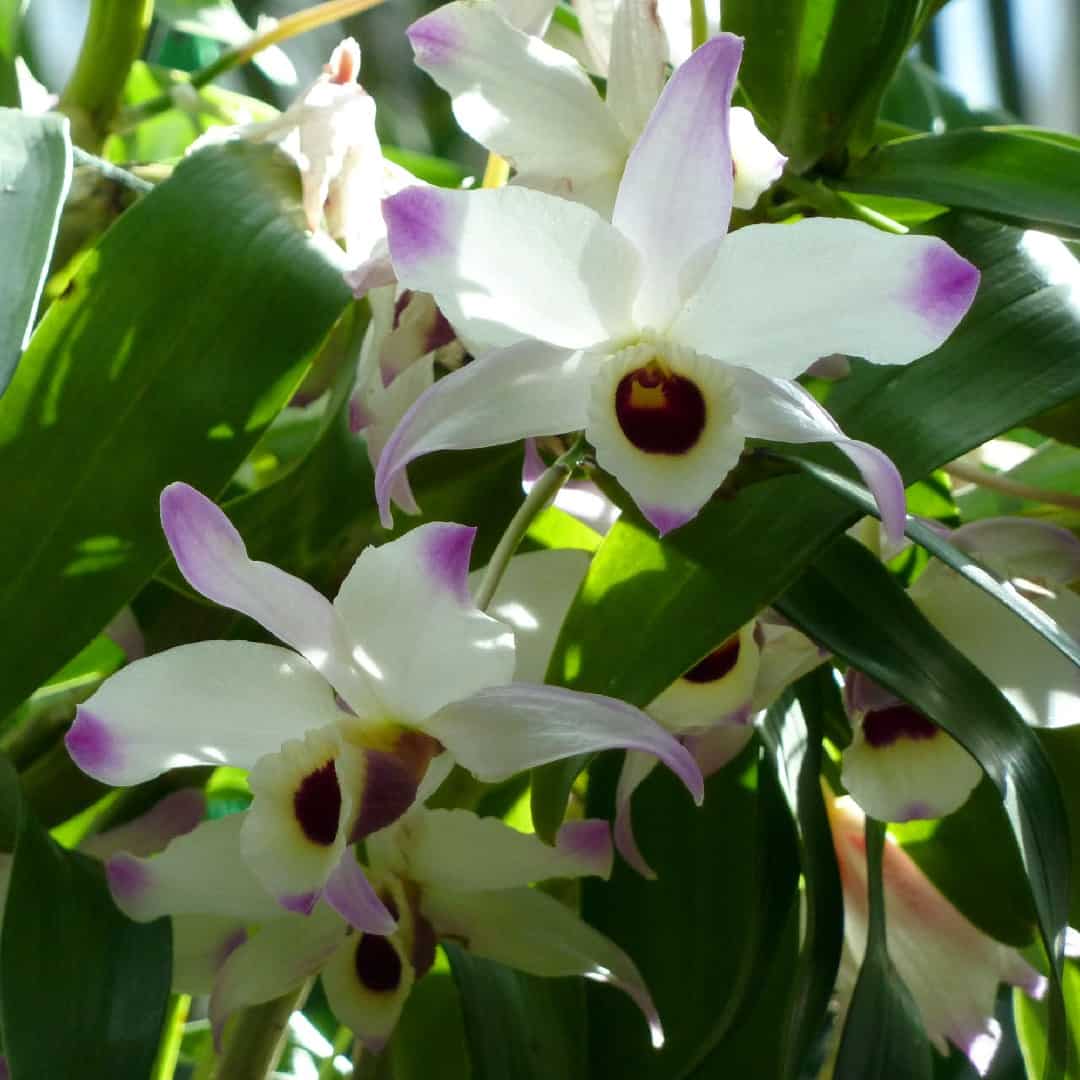 Дендробиум — орхидея