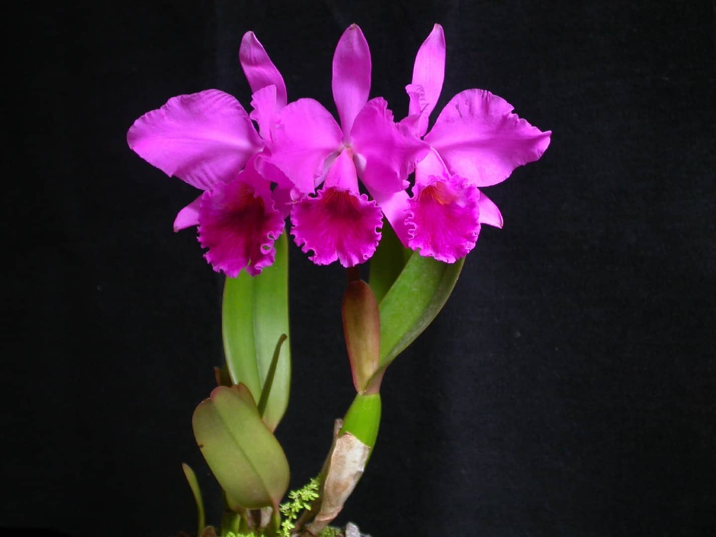 Каттлея — орхидея