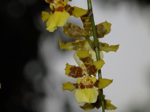 Онцидиум — орхидея