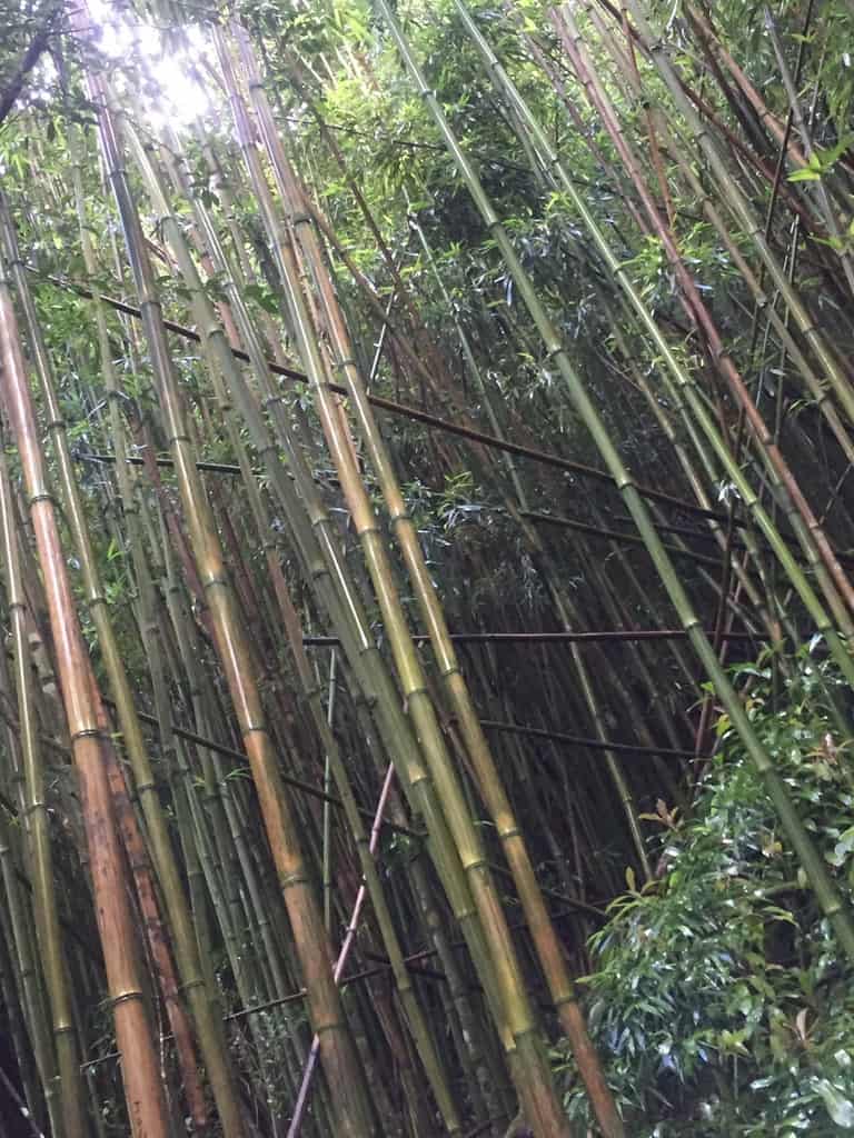 Бамбук, бамбуковые
