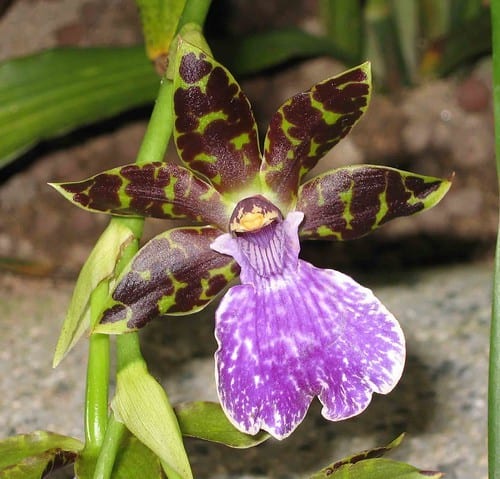 Зигопеталум — орхидея