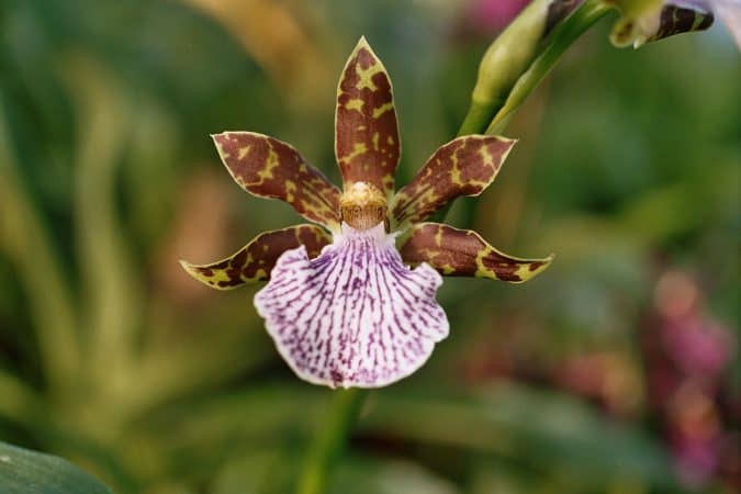 Зигопеталум — орхидея