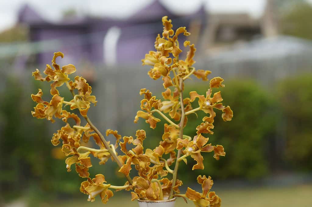 Дендробиум — орхидея