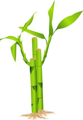 Бамбук, бамбуковые