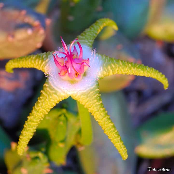 Мильтония — орхидея