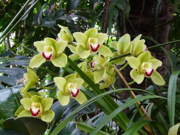 Цимбидиум — орхидея
